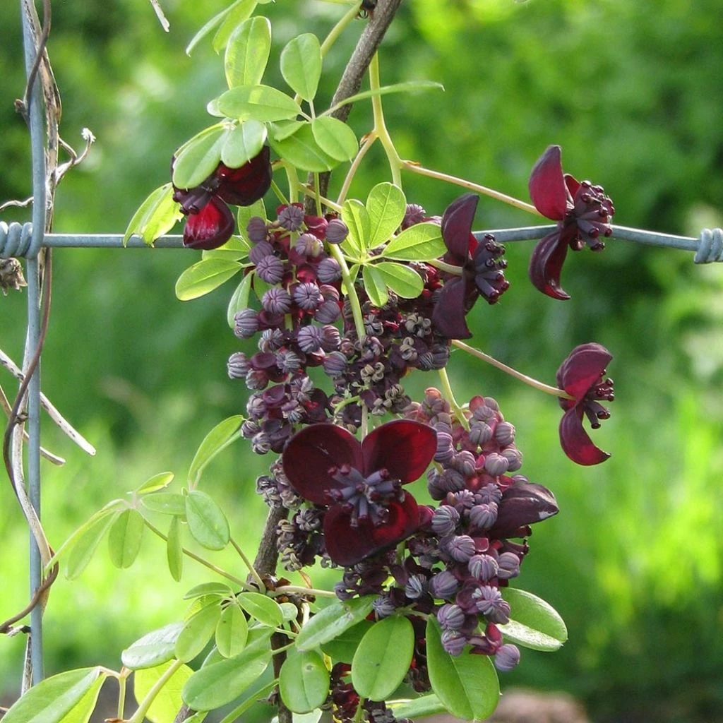 Akebia Longeracemosa - Akébie à Longue Grappe 3 Akebia Longeracemosa - Akébie à Longue Grappe