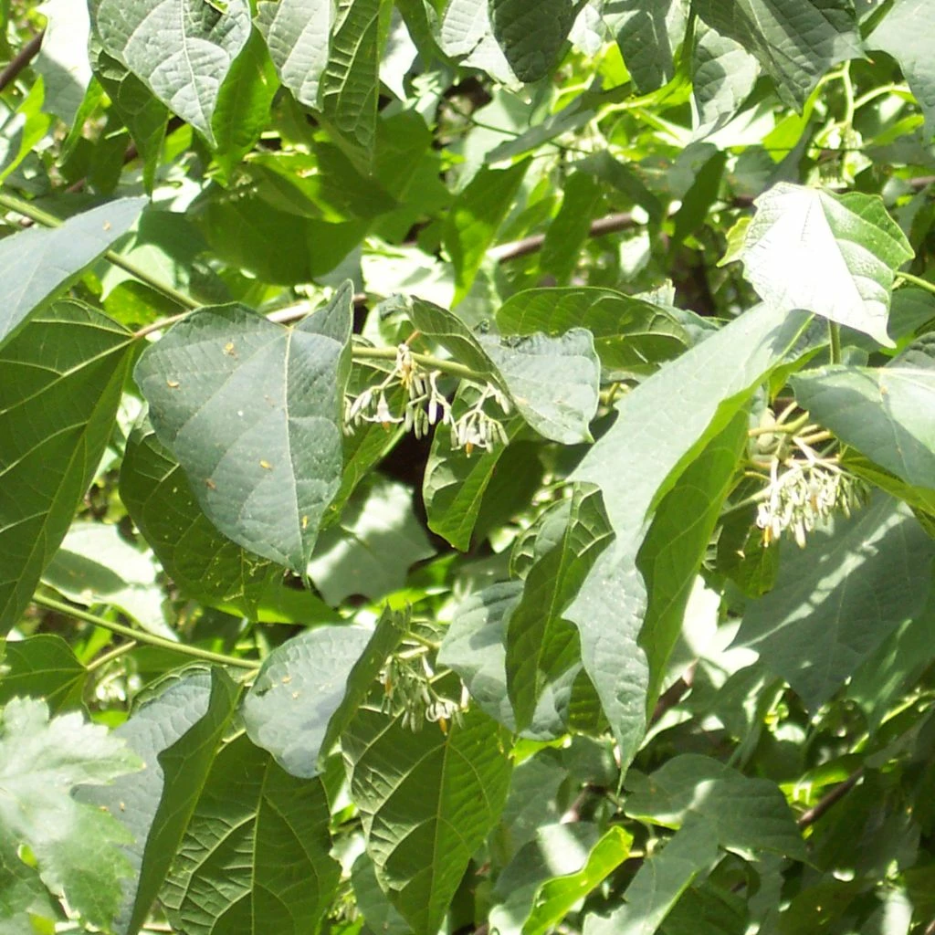 Alangium Platanifolium 3 Alangium Platanifolium