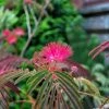 Albizia Julibrissin Evi's Purple - Arbre à Soie 2 Albizia Julibrissin Evi's Purple - Arbre à Soie -Promesse Fleurs Boutique Albizia julibrissin Evis Purple Arbre a soie 16197 1