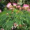 Albizia Julibrissin Rosea - Arbre à Soie Rose 1 Albizia Julibrissin Rosea - Arbre à Soie Rose -Promesse Fleurs Boutique Albizia julibrissin Rosea 87575 1