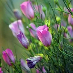 Alyogyne Hakeifolia Melissa Anne - Hibiscus Bleu D'Australie Demie-tige