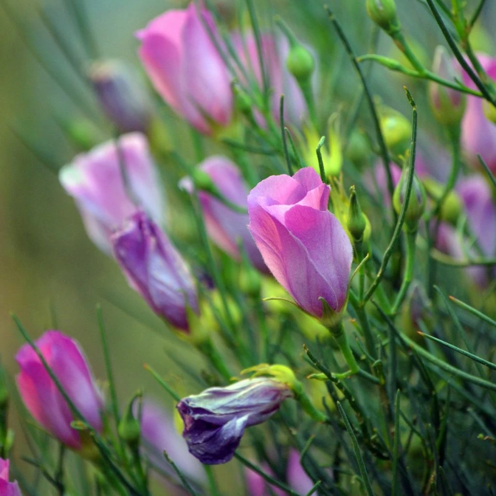 Alyogyne Hakeifolia Melissa Anne - Hibiscus Bleu D'Australie Demie-tige 3 Alyogyne Hakeifolia Melissa Anne - Hibiscus Bleu D'Australie Demie-tige