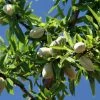 Amandier Aï Bio - Prunus Dulcis -Promesse Fleurs Boutique Amandier Ai Bio Prunus dulcis LD 17811 1