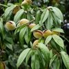 Amandier Nain Autofertile Fruit Me Almond Me - Prunus Dulcis -Promesse Fleurs Boutique Amandier nain autofertile Fruit me Almond me Prunus dulcis copyright 16221 1
