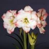 Amaryllis Amadeus Candy - Hippeastrum 2 Amaryllis Amadeus Candy - Hippeastrum -Promesse Fleurs Boutique Amaryllis Amadeus Candy Hippeastrum 15922 1