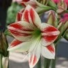 Amaryllis Ambiance* 2 Amaryllis Ambiance* -Promesse Fleurs Boutique Amaryllis Ambiance 56970 1