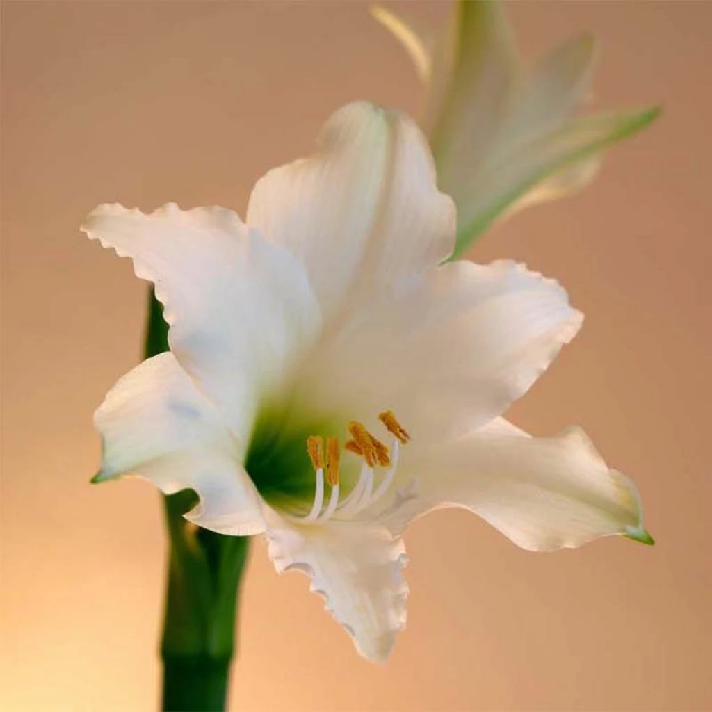 Amaryllis Amputo 3 Amaryllis Amputo