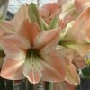 Amaryllis Apricot Parfait -Promesse Fleurs Boutique Amaryllis Apricot Parfait 56992 1 1