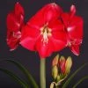 Amaryllis Candy Cream (Candy Queen) - Hippeastrum 2 Amaryllis Candy Cream (Candy Queen) - Hippeastrum -Promesse Fleurs Boutique Amaryllis Candy Cream Candy Queen Hippeastrum IF 17548 1