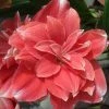 Amaryllis Double Dream -Promesse Fleurs Boutique Amaryllis Double Dream 56994 1 1