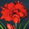 Amaryllis Double King - Hippeastrum -Promesse Fleurs Boutique Amaryllis Double King 15252 1 1