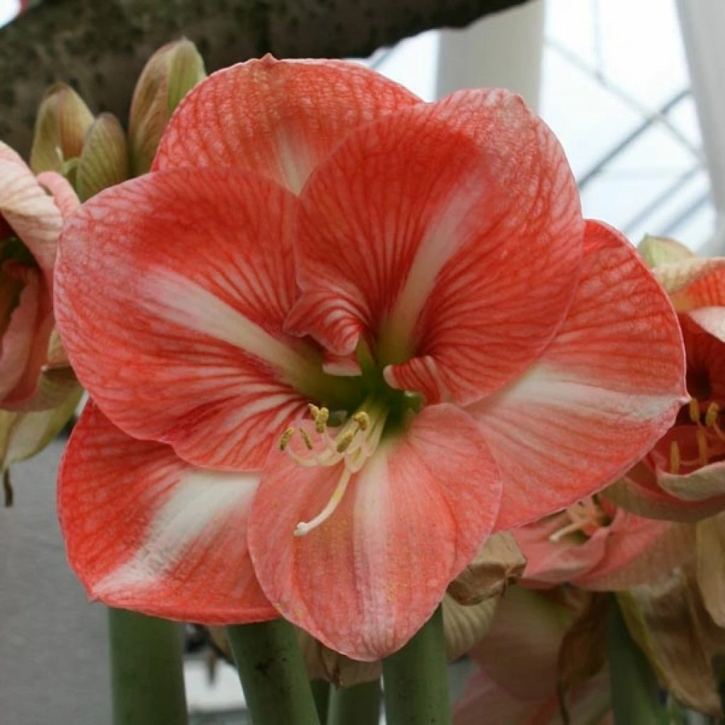 Amaryllis Faro* 3 Amaryllis Faro*