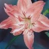 Amaryllis Double Lady Jane 1 Amaryllis Double Lady Jane -Promesse Fleurs Boutique Amaryllis Lady Jane LD alljengi 56977 1