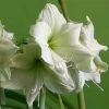 Amaryllis Luna 1 Amaryllis Luna -Promesse Fleurs Boutique Amaryllis Luna 56705 1