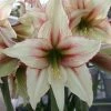 Amaryllis Magic Green -Promesse Fleurs Boutique Amaryllis Magic Green 56614 1