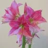 Amaryllis Neon 2 Amaryllis Neon -Promesse Fleurs Boutique Amaryllis Neon 87545 1
