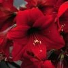 Amaryllis Rapido 2 Amaryllis Rapido -Promesse Fleurs Boutique Amaryllis Rapido 56972 1