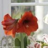 Amaryllis Red Lion -Promesse Fleurs Boutique Amaryllis Red Lion 82354 1