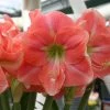 Amaryllis Rosalie 1 Amaryllis Rosalie -Promesse Fleurs Boutique Amaryllis Rosalie 82461 1