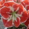 Amaryllis Samba 2 Amaryllis Samba -Promesse Fleurs Boutique Amaryllis Samba 56995 1 1