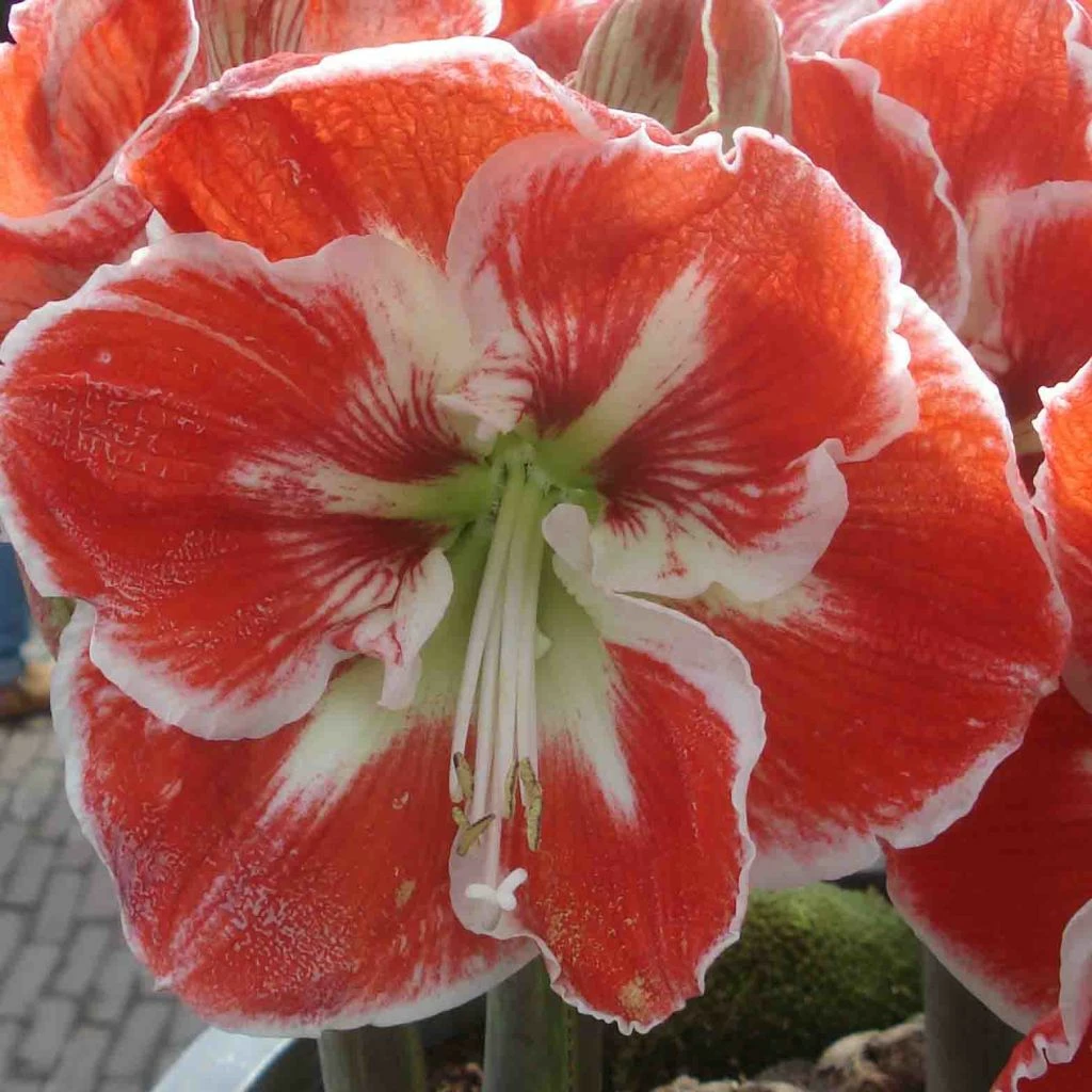 Amaryllis Samba 3 Amaryllis Samba