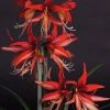 Amaryllis Sumatra - Hippeastrum Cybister -Promesse Fleurs Boutique Amaryllis Sumatra Hippeastrum 15931 1