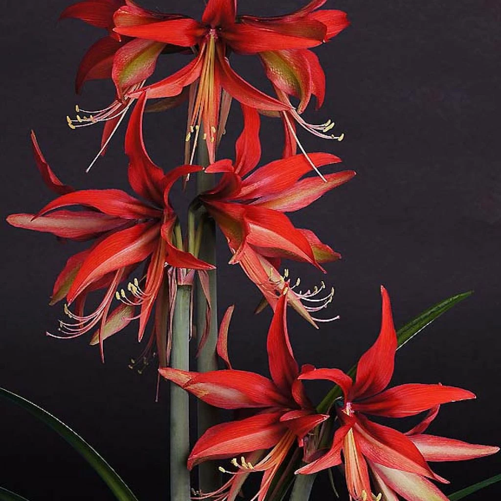 Amaryllis Sumatra - Hippeastrum Cybister 3 Amaryllis Sumatra - Hippeastrum Cybister