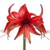 Amaryllis Cybester Bogota 1 Amaryllis Cybester Bogota -Promesse Fleurs Boutique Amaryllis cybister Bogota shutterstock 56979 1