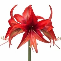 Amaryllis Cybester Bogota
