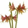 Amaryllis Cybister Mystica - Hippeastrum -Promesse Fleurs Boutique Amaryllis cybister mystica hippeastrum copyright 15925 1 1