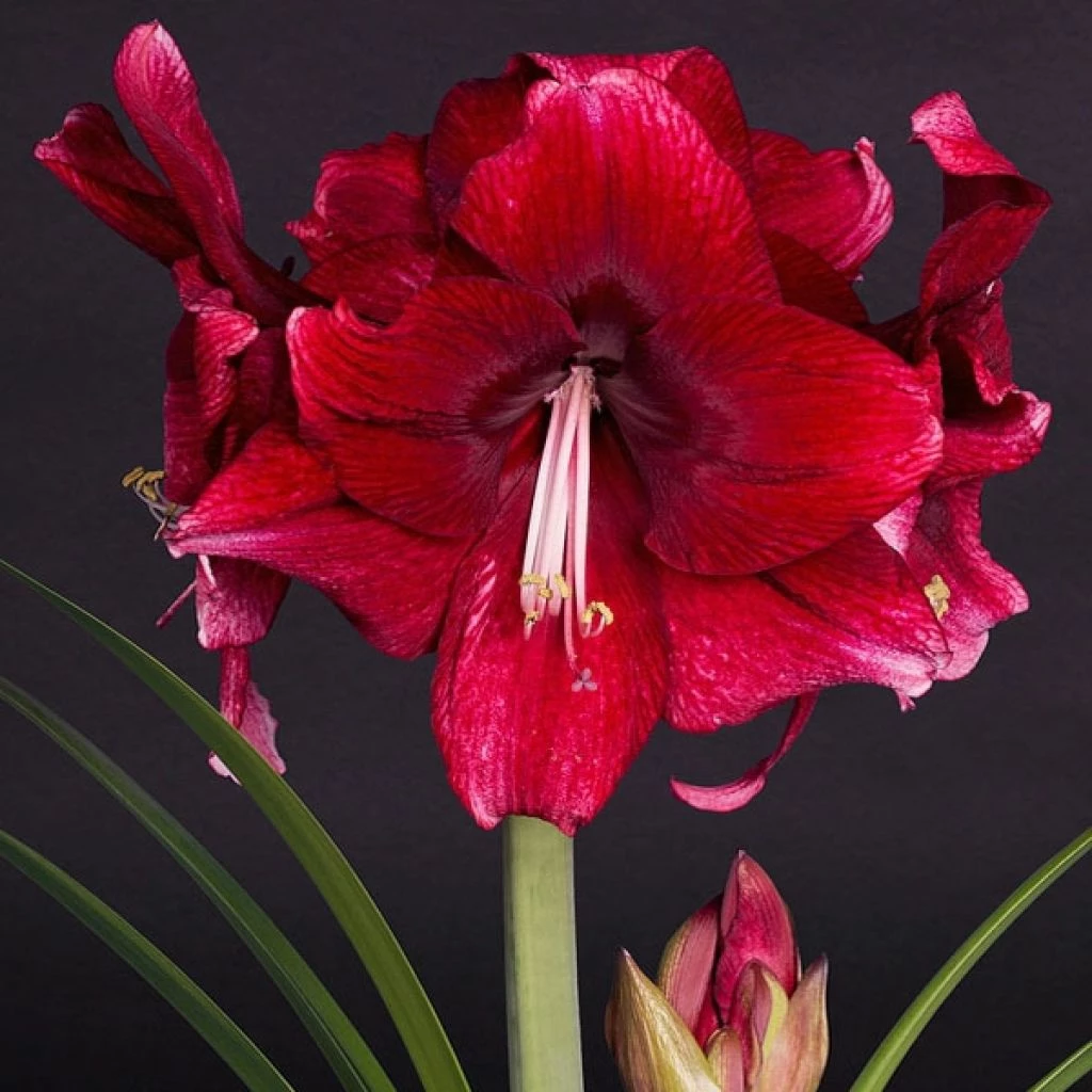Amaryllis Daphne - Hippeastrum 3 Amaryllis Daphne - Hippeastrum
