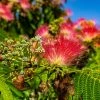 Albizia Julibrissin Rouge De Tuilière - Arbre à Soie 1 Albizia Julibrissin Rouge De Tuilière - Arbre à Soie -Promesse Fleurs Boutique Arbre de soie Albizia julibrissin Rouge de Tuiliere copyright 18285 4