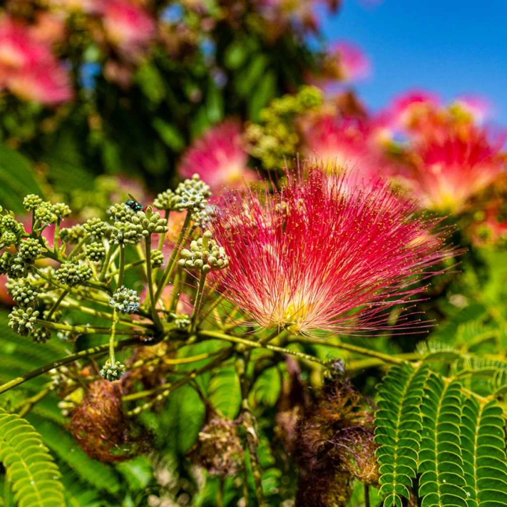 Albizia Julibrissin Rouge De Tuilière - Arbre à Soie 3 Albizia Julibrissin Rouge De Tuilière - Arbre à Soie