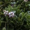 Arctostaphylos Uva-ursi - Raisin D'ours 1 Arctostaphylos Uva-ursi - Raisin D'ours -Promesse Fleurs Boutique Arctostaphylos uva 83946 1