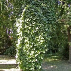 Aristoloche Durior - Aristoloche Siphon