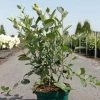 Aronia Melanocarpa Autumn Magic -Promesse Fleurs Boutique Aronia melanocarpa Autumn Magic NOBLE 83947 1