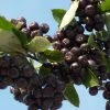 Aronia Prunifolia Nero - Aronie à Gros Fruits. -Promesse Fleurs Boutique Aronia prunifolia Nero 85481 1