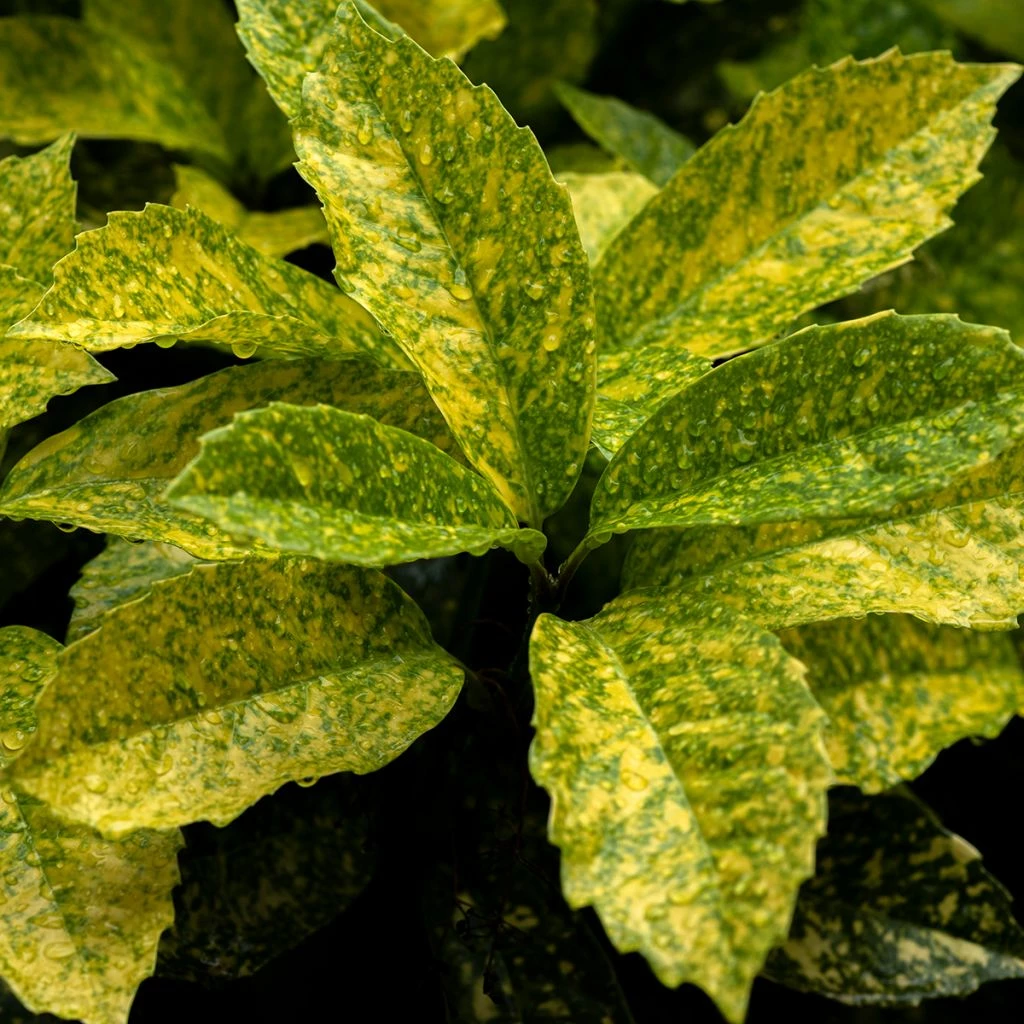 Aucuba Japonica Golden King - Laurier Du Japon Panaché 3 Aucuba Japonica Golden King - Laurier Du Japon Panaché