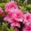 Azalée Hybride ENCORE® Empress -Promesse Fleurs Boutique Azalea Encore Empress 88771 1