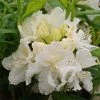Azalée De Chine White Frills - Azalea Mollis 2 Azalée De Chine White Frills - Azalea Mollis -Promesse Fleurs Boutique Azalea de Chine White Frills 84827 1