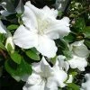 Azalée Japonaise Dorothy Heiden 2 Azalée Japonaise Dorothy Heiden -Promesse Fleurs Boutique Azalea japonica Dorothy Heiden 1004082 1