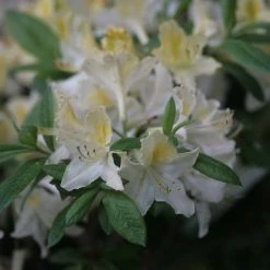 Azalée De Chine Daviesii - Azalea Mollis