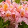 Azalée De Chine Demoiselles De Boutiguery Callista - Rhododendron Hybride 1 Azalée De Chine Demoiselles De Boutiguery Callista - Rhododendron Hybride -Promesse Fleurs Boutique Azalee de Chine Demoiselles de Boutiguery Callista Rhododendron hybride IF 18439 1