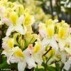 Azalée De Chine Demoiselles De Boutiguery Kassia - Rhododendron Hybride 2 Azalée De Chine Demoiselles De Boutiguery Kassia - Rhododendron Hybride -Promesse Fleurs Boutique Azalee de Chine Demoiselles de Boutiguery Kassia Rhododendron hybride IF 184410 1