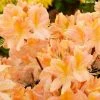 Azalée De Chine Demoiselles De Boutiguery Nella - Rhododendron Hybride 1 Azalée De Chine Demoiselles De Boutiguery Nella - Rhododendron Hybride -Promesse Fleurs Boutique Azalee de Chine Demoiselles de Boutiguery Nella Rhododendron hybride IF 18442 1