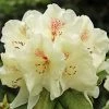 Azalée De Chine Harvest Moon - Azalea Mollis -Promesse Fleurs Boutique Azalee de Chine Harvest Moon 84816 1