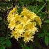 Azalée De Chine Narcissiflora - Azalea (x) Luteum -Promesse Fleurs Boutique Azalee de Chine Narcissiflora 84825 1