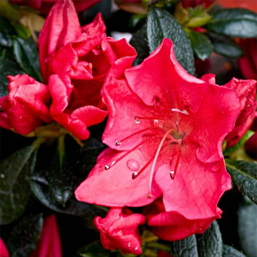 Azalée Du Japon Vuyk's Rosyred - Rhododendron Hybride. 3 Azalée Du Japon Vuyk's Rosyred - Rhododendron Hybride.