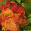 Azalée Glowing Embers - Rhododendron Molle -Promesse Fleurs Boutique Azalee mollis Glowing Embers 82635 1