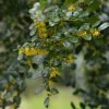 Azara Microphylla - Mimosa Du Chili 2 Azara Microphylla - Mimosa Du Chili -Promesse Fleurs Boutique Azara microphylla 85983 1